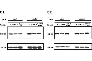 Western Blotting (WB) image for anti-Glyceraldehyde-3-Phosphate Dehydrogenase (GAPDH) antibody (ABIN2857072)