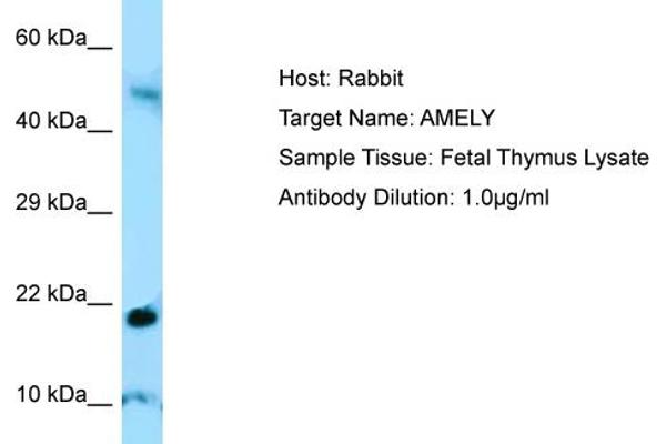 AMELY Antikörper  (C-Term)