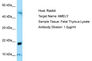 Host: RabbitTarget Name: AMELYAntibody Dilution: 1. (AMELY Antikörper  (C-Term))