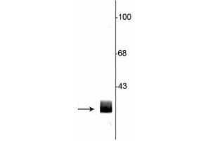 Western blot of rat hippocampal lysate showing specific immunolabeling of the ~29 kDa 14-3-3 protein. (14-3-3 (YWHA) (N-Term) Antikörper)