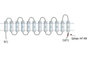 Representative domain view of the target of ABIN7885436.