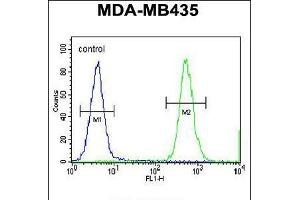 Flow cytometric analysis of MDA-MB435 cells (right histogram) compared to a negative control cell (left histogram). (HNRNPCL1 Antikörper  (C-Term))