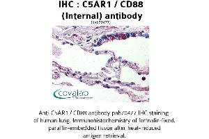 Image no. 1 for anti-Complement Component 5a Receptor 1 (C5AR1) (Internal Region) antibody (ABIN1732499) (C5AR1 Antikörper  (Internal Region))