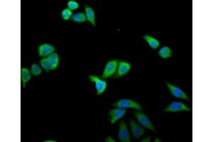 Immunofluorescence (IF) image for anti-Myxovirus Resistance Protein 1 (MX1) (AA 7-172) antibody (ABIN7156641)