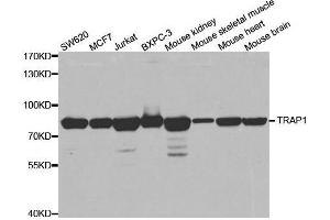 Western blot analysis of extracts of various cell lines, using TRAP1 antibody.