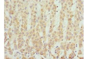 Immunohistochemistry of paraffin-embedded human adrenal gland tissue using ABIN7166101 at dilution of 1:100 (SCO2 Antikörper  (AA 1-130))
