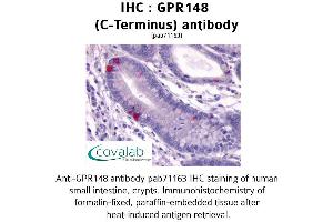 Image no. 1 for anti-G Protein-Coupled Receptor 148 (GPR148) (C-Term) antibody (ABIN1734952)