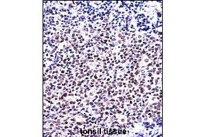 NFATC1 Antibody (C-term) ((ABIN657821 and ABIN2846788))immunohistochemistry analysis in formalin fixed and paraffin embedded human tonsil tissue followed by peroxidase conjugation of the secondary antibody and DAB staining. (NFATC1 Antikörper  (C-Term))
