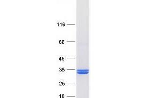 Validation with Western Blot (PNPO Protein (Myc-DYKDDDDK Tag))