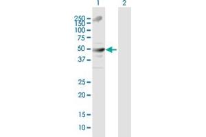 Western Blot analysis of TRIM21 expression in transfected 293T cell line by TRIM21 MaxPab polyclonal antibody. (TRIM21 Antikörper  (AA 1-475))