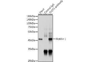 Immunoprecipitation (IP) image for anti-Flotillin 1 (FLOT1) (AA 128-427) antibody (ABIN6140683)