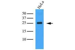 Western Blotting (WB) image for anti-C-Type Lectin Domain Family 4, Member E (CLEC4E) (AA 41-219) antibody (ABIN934057)