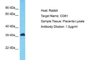 Host: Rabbit Target Name: CD81 Sample Type: Placenta lysates Antibody Dilution: 1. (CD81 Antikörper  (C-Term))