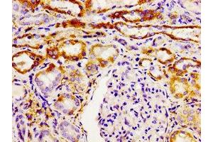 Immunohistochemistry of paraffin-embedded human kidney tissue using ABIN7154513 at dilution of 1:100 (GHSR Antikörper  (AA 1-40))