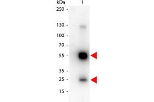 Image no. 1 for Goat anti-Rat IgG (Whole Molecule) antibody (HRP) (ABIN300922) (Ziege anti-Ratte IgG (Whole Molecule) Antikörper (HRP))