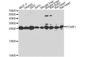 Western blot analysis of extracts of various cell lines, using PCMT1 antibody (ABIN2564413). (PCMT1 Antikörper)