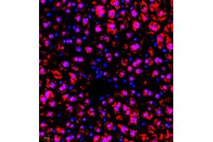 Immunofluorescence of paraffin embedded mouse liver using RBAK (ABIN7075383) at dilution of 1:400 (400x lens) (RBAK Antikörper)