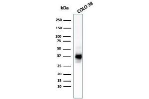 Western Blot Analysis of COLO-38 cell lysate using gp100 / Melanosome MAb (HMB45 + PMEL/783). (Melanoma gp100 Antikörper)