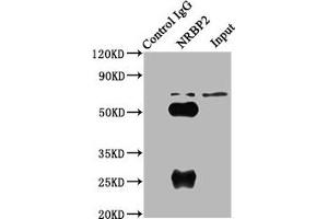 Immunoprecipitating NRBP2 in A549 whole cell lysate Lane 1: Rabbit control IgG (1 μg) instead of ABIN7161918 in A549 whole cell lysate. (NRBP2 Antikörper  (AA 12-258))