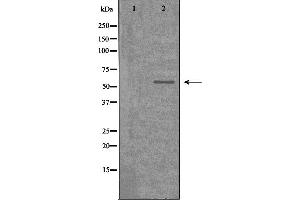 Western blot analysis of extracts from 293 cells，using CDKL2 antibody. (CDKL2 Antikörper  (Internal Region))