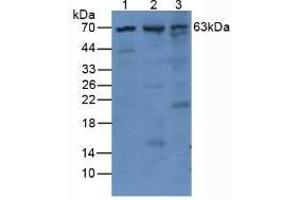 Figure. (PLAT Antikörper  (AA 311-562))