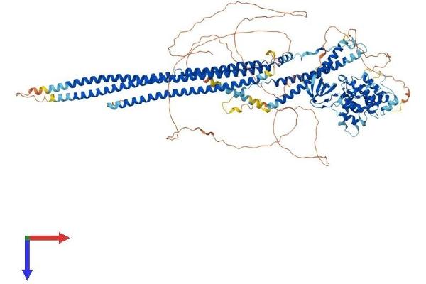 SRGAP3 Protein (AA 1-1099) (His tag)