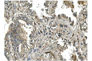 IHC analysis of Mesp2 using anti-Mesp2 antibody (ABIN7599353). (Mesp2 Antikörper  (AA 1-397))