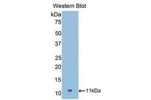 Western Blotting (WB) image for anti-Nucleophosmin (Nucleolar phosphoprotein B23, Numatrin) (NPM1) (AA 212-292) antibody (ABIN1860042) (NPM1 Antikörper  (AA 212-292))