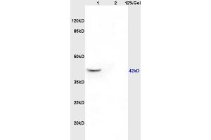 SDS-PAGE (SDS) image for anti-Guanine Nucleotide Binding Protein (G Protein), Q Polypeptide (GNAQ) (AA 51-150) antibody (ABIN763181)