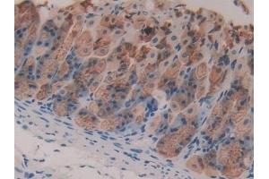 Detection of GIF in Mouse Stomach Tissue using Polyclonal Antibody to Gastric Intrinsic Factor (GIF) (Intrinsic Factor Antikörper  (AA 31-288))