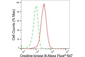 Flow cytometric analysis of Creatine kinase B expression in HeLa cells using Creatine kinase B antibody (ABIN7798163), 1:2,000). (Rekombinanter CKB Antikörper)