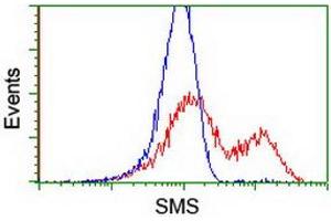 Image no. 2 for anti-Spermine Synthase, SMS (SMS) antibody (ABIN1501098) (SMS Antikörper)