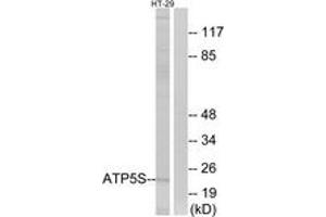 Western blot analysis of extracts from HT-29 cells, using ATP5S Antibody. (ATP5S Antikörper  (AA 21-70))