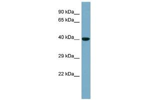 WB Suggested Anti-KCTD16 Antibody Titration: 0. (KCTD16 Antikörper  (N-Term))