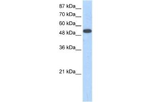 WB Suggested Anti-ZNF416 Antibody Titration:  1. (ZNF416 Antikörper  (N-Term))