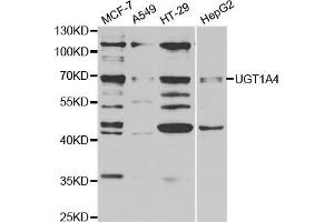 Western blot analysis of extracts of various cell lines, using μgT1A4 antibody (ABIN5973231) at 1/1000 dilution. (UGT1A4 Antikörper)