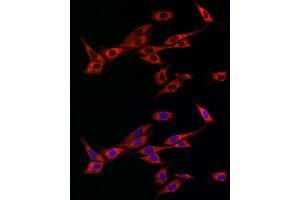 Immunofluorescence (IF) image for anti-Optic Atrophy 1 (Autosomal Dominant) (OPA1) (AA 661-960) antibody (ABIN6145031)