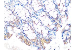 Immunohistochemistry of paraffin-embedded mouse colon using MUC2 Rabbit mAb (ABIN7268689) at dilution of 1:100 (40x lens). (MUC2 Antikörper)