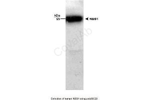 Image no. 1 for anti-NLR Family, Pyrin Domain Containing 2 (NLRP2) antibody (ABIN363311) (NLRP2 Antikörper)