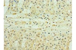Immunohistochemistry of paraffin-embedded human adrenal gland tissue using ABIN7163625 at dilution of 1:100