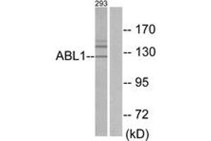 Western blot analysis of extracts from 293 cells, using ABL1 Antibody. (ABL1 Antikörper  (AA 861-910))