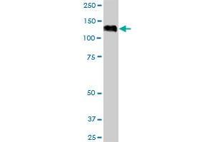 EIF4ENIF1 MaxPab polyclonal antibody. (EIF4ENIF1 Antikörper  (AA 1-985))