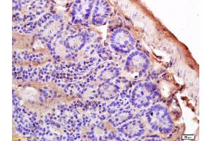 Formalin-fixed and paraffin embedded mouse intestine labeled with Anti-MHC Class II/HLA-DPB1 Polyclonal Antibody, Unconjugated (ABIN753928) at 1:200 followed by conjugation to the secondary antibody and DAB staining. (HLA-DPB1 Antikörper  (AA 101-210))