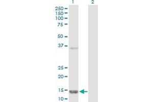 Western Blot analysis of FABP5 expression in transfected 293T cell line by FABP5 MaxPab polyclonal antibody.