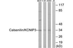 Western blot analysis of extracts from MCF-7/Jurkat/A549 cells, using Calsenilin/KCNIP3 (Ab-63) Antibody.