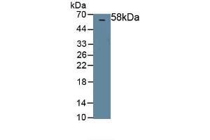 Western Blotting (WB) image for anti-serpin Peptidase Inhibitor, Clade F (Alpha-2 Antiplasmin, Pigment Epithelium Derived Factor), Member 1 (SERPINF1) (AA 20-418) antibody (ABIN7440725)