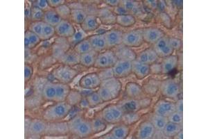 IHC-P analysis of Mouse Tissue, with DAB staining. (CD59 Antikörper  (AA 22-96))