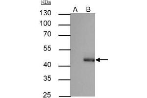 IP Image C/EBP alpha antibody immunoprecipitates C/EBP alpha protein in IP experiments. (CEBPA Antikörper  (N-Term))