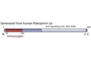 Image no. 3 for anti-Plakophilin 2 (PKP2) (AA 19-183) antibody (ABIN968178) (Plakophilin 2 Antikörper  (AA 19-183))