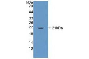 Western blot analysis of recombinant Human PTPN13. (PTPN13 Antikörper  (AA 1-161))